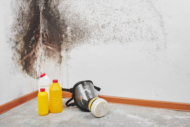 Best White Mold Remediation in Bellemont, AZ